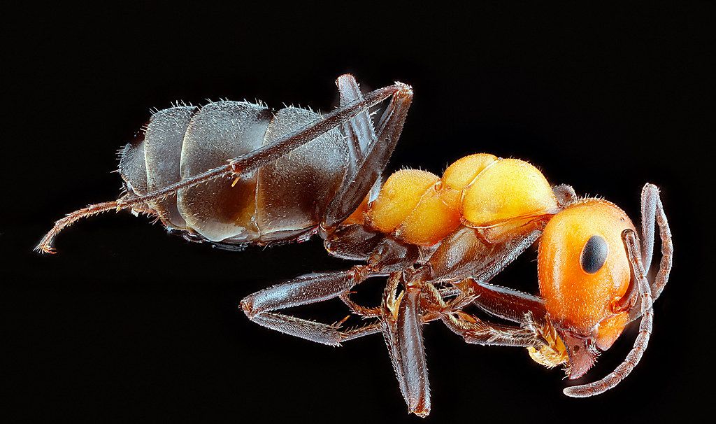 Ant Control service in Norman, OK