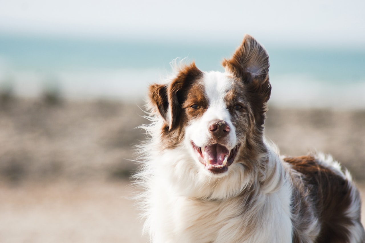 Flea & Tick Control service in Norman, OK