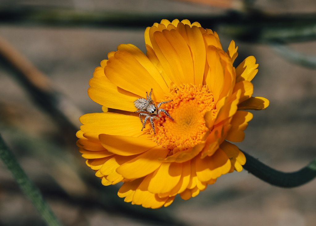 Spider Control service in Norman, OK